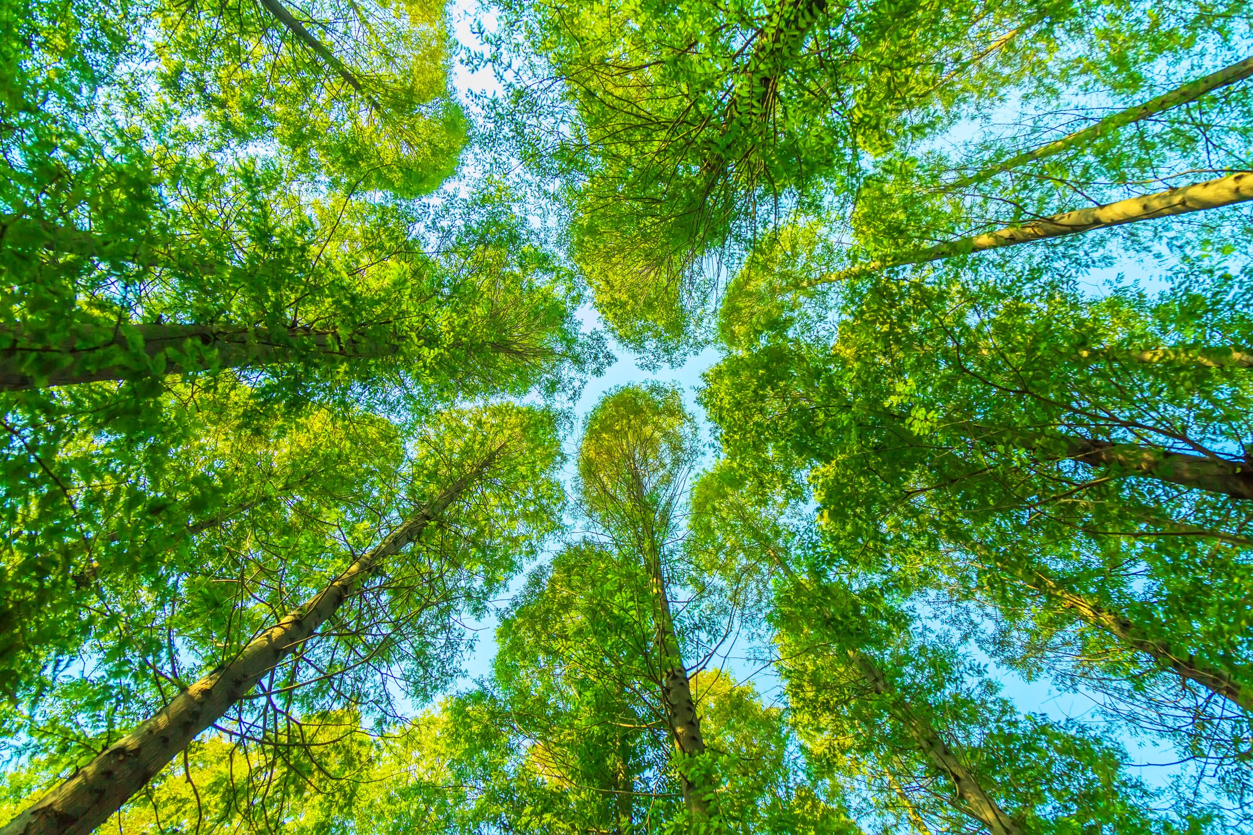 trees-with-green-leaves